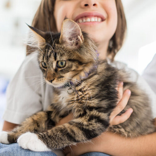 Happy,Kid,At,Home,Playing,With,Kitty,Cat